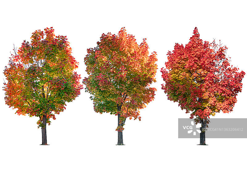 白色背景上各种颜色的树木图片素材
