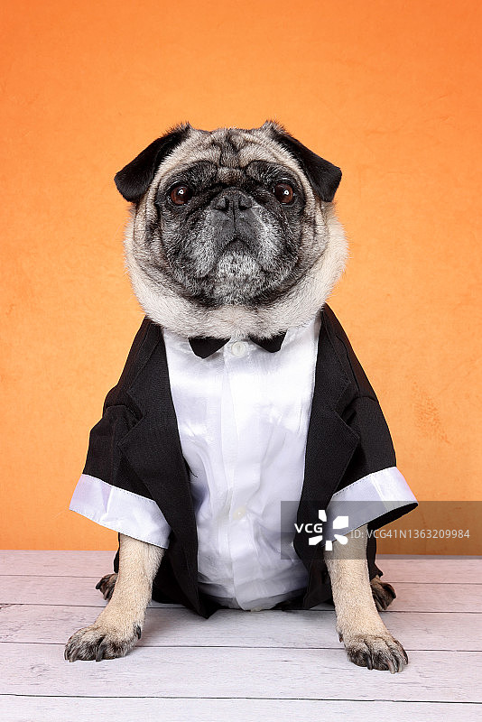 穿着燕尾服的巴哥犬图片素材