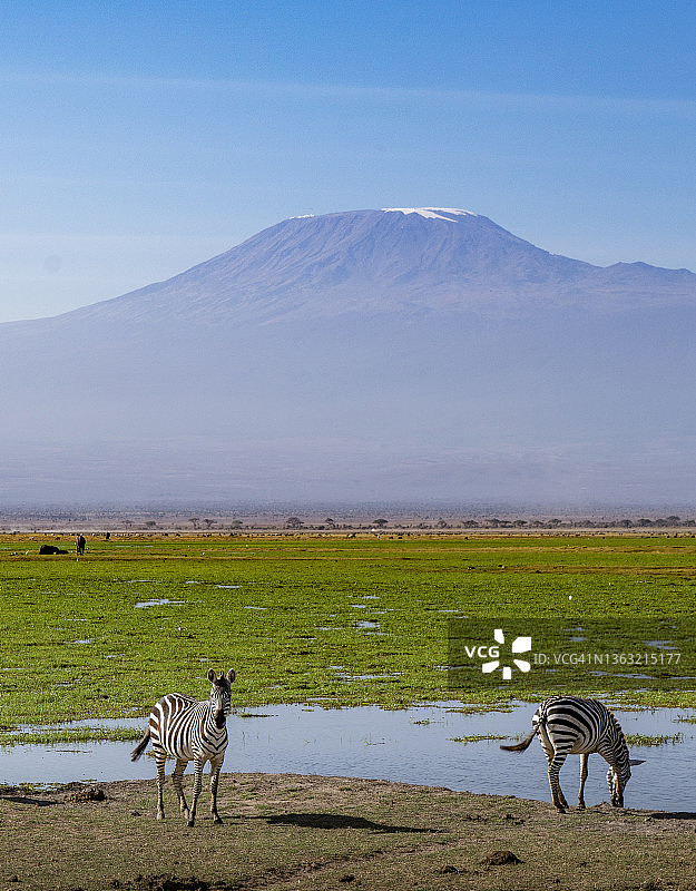 乞力马扎罗山下的斑马图片素材