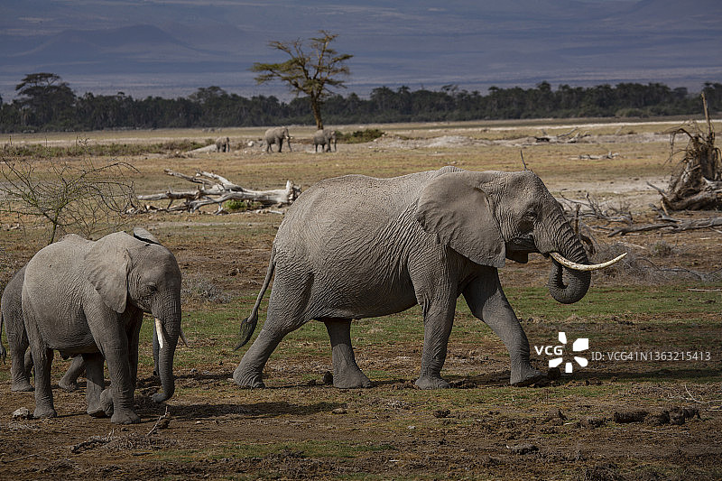 肯尼亚安博塞利国家公园的大象图片素材