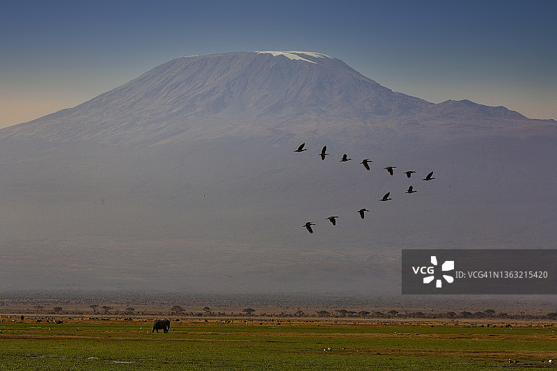 肯尼亚乞力马扎罗山下飞翔的鹅群图片素材