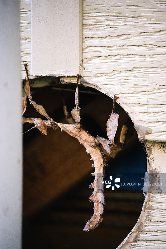 房屋外墙上的巨型多刺竹节虫图片素材