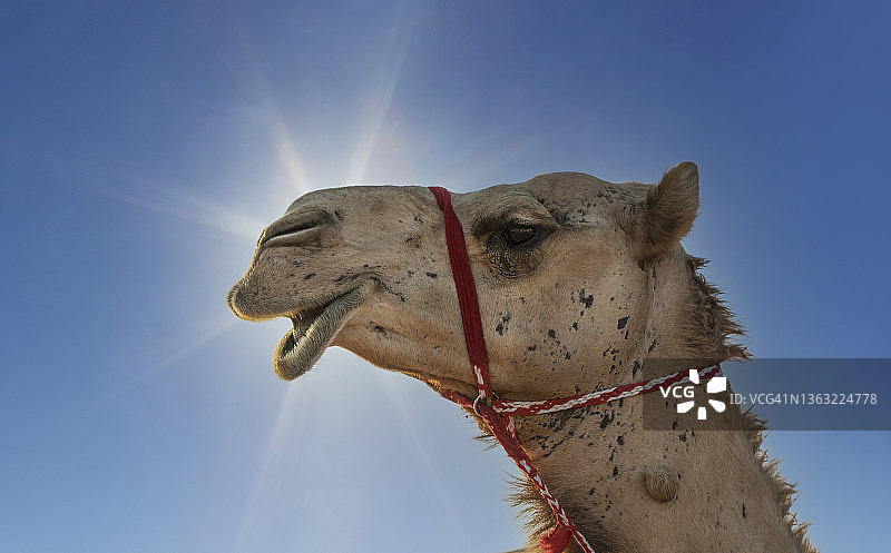 沙漠中的骆驼图片素材