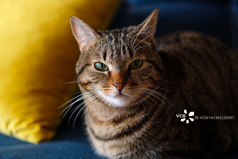 自信聪明的家养灰色条纹猫躺在沙发上看着镜头，居家生活图片素材