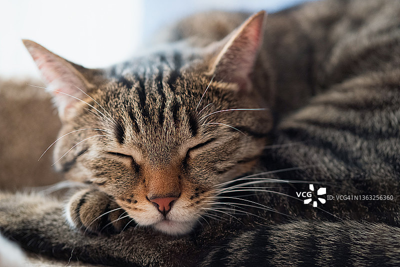 正在睡觉的条纹蓬松小灰猫，蜷缩在宠物床上休息图片素材