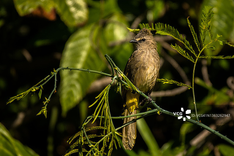 黄绿鹎图片素材
