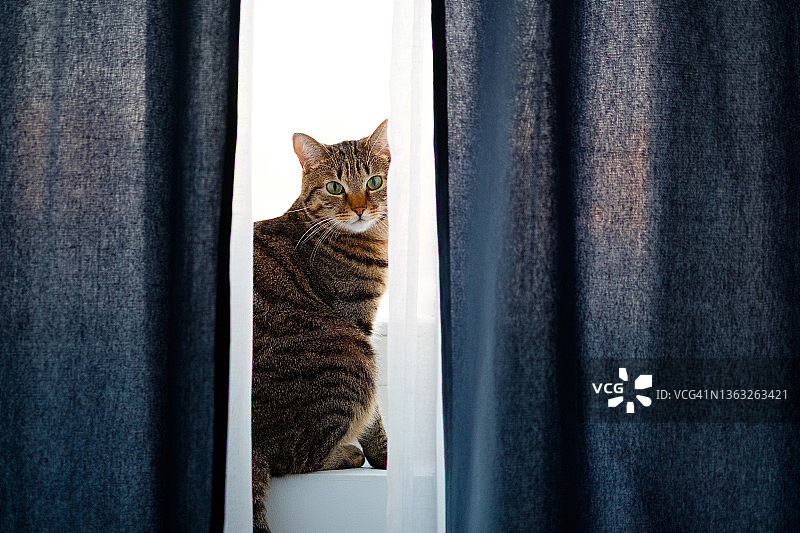 灰色条纹家猫坐在窗台上，看着镜头，等待主人归来图片素材