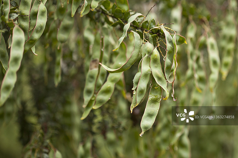 金合欢豆荚图片素材