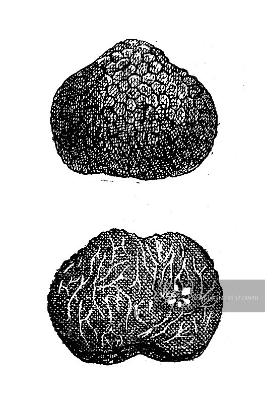 古董插画：黑松露图片素材