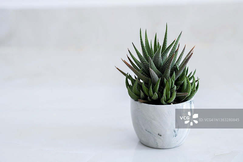 白色背景下的装饰盆栽：条纹十二卷图片素材