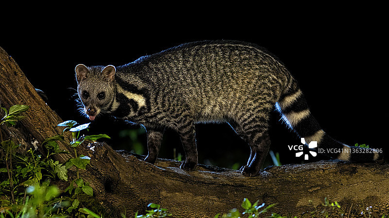 大型印度灵猫（Viverra zibetha），生活在热带森林中，身体呈黑白色图片素材