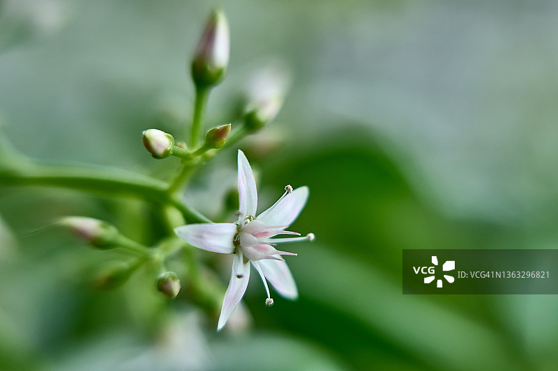 玉树花图片素材