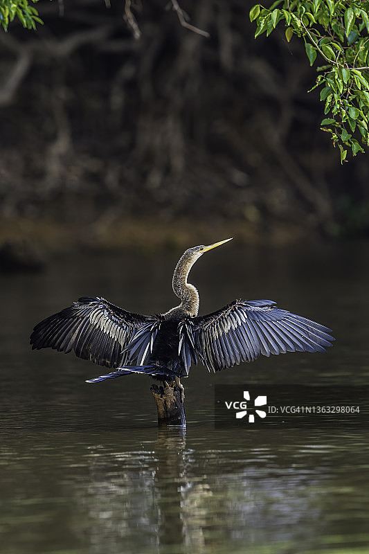 巴西潘塔纳尔湿地蛇鹈图片素材