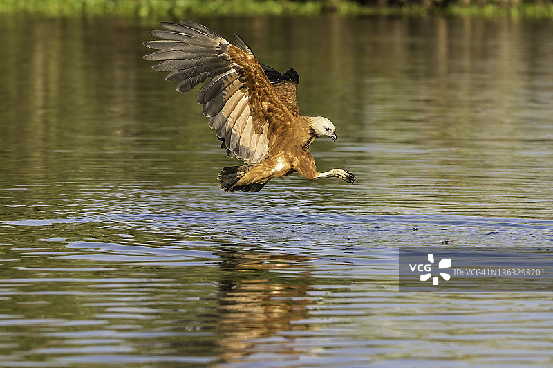 巴西潘塔纳尔湿地的黑领隼图片素材