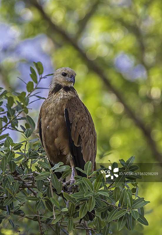 巴西潘塔纳尔湿地的黑领隼图片素材
