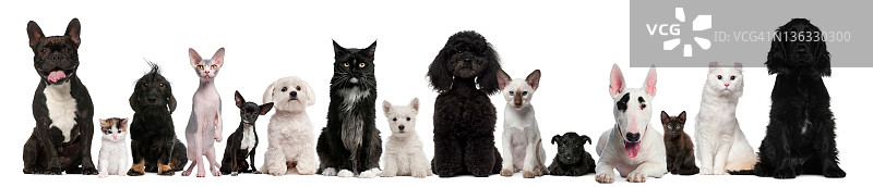 猫狗群像图片素材