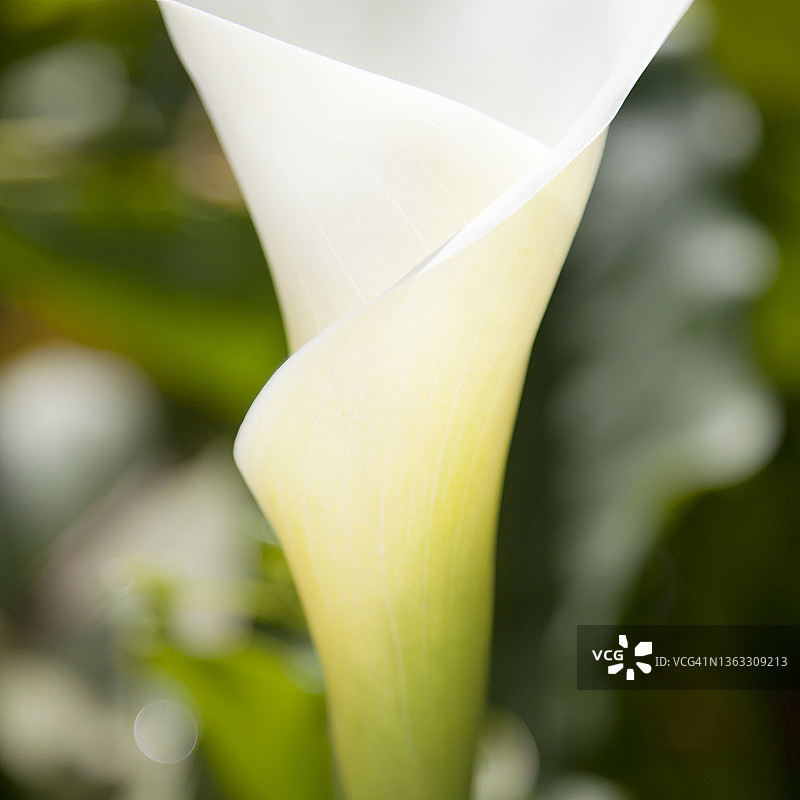 白色马蹄莲花朵局部特写图片素材