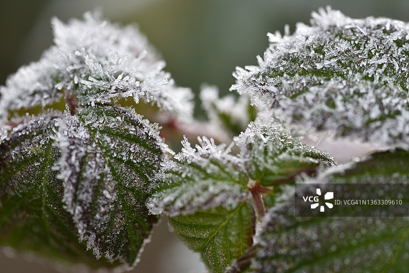 带霜的黑莓叶图片素材