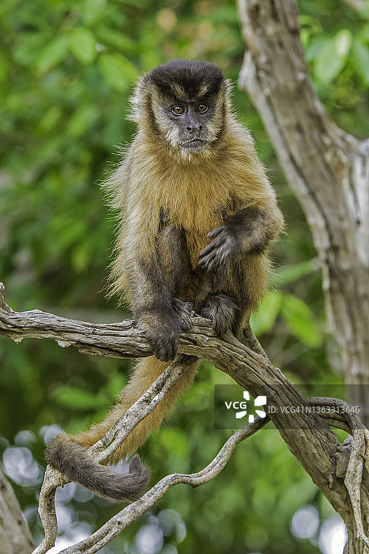 黑纹卷尾猴，一种来自南美洲的 primate，发现于巴西的潘塔纳尔地区图片素材