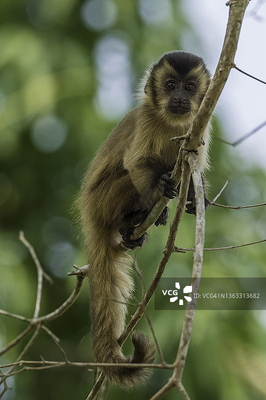 黑纹卷尾猴，一种来自南美洲的 primate，发现于巴西的潘塔纳尔地区图片素材