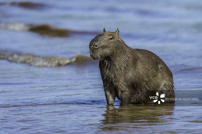 水豚（学名：Hydrochoerus hydrochaeris）是一种大型啮齿动物，发现于巴西潘塔纳尔湿地。图片素材