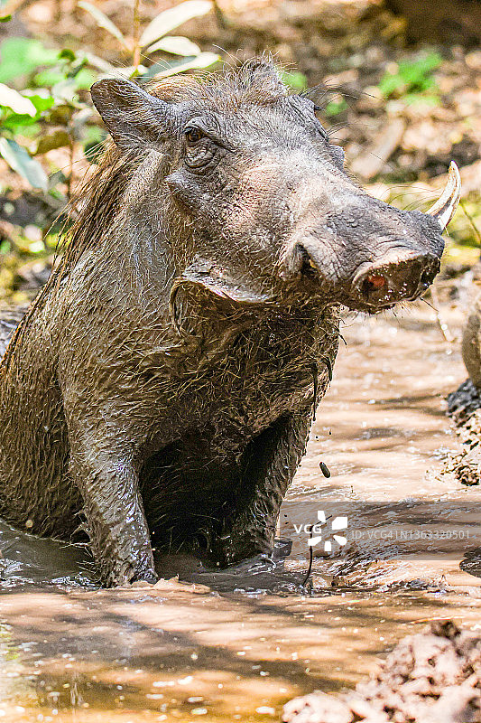 非洲疣猪图片素材