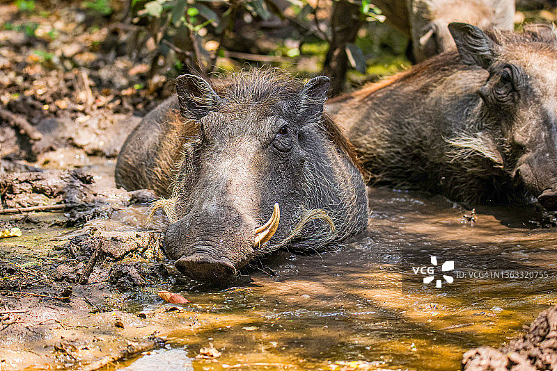 非洲疣猪图片素材