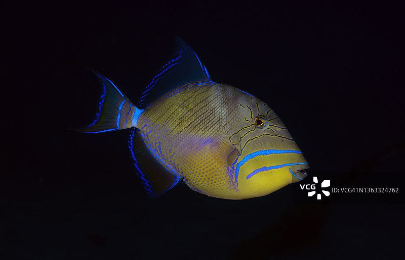 皇后炮弹鱼图片素材