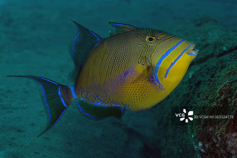 皇后炮弹鱼图片素材