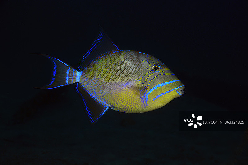 皇后炮弹鱼图片素材