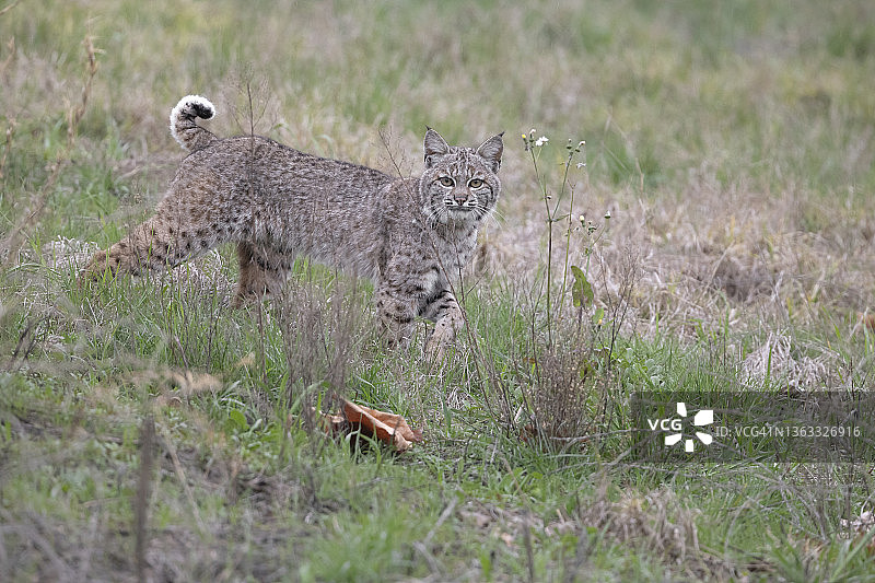 短尾猫狩猎图片素材