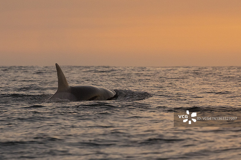 虎鲸日落图片素材