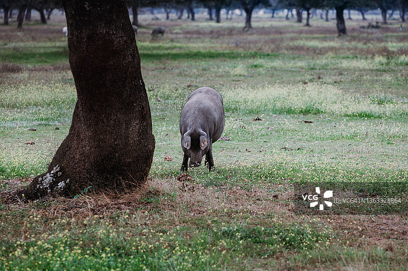 伊比利亚猪图片素材