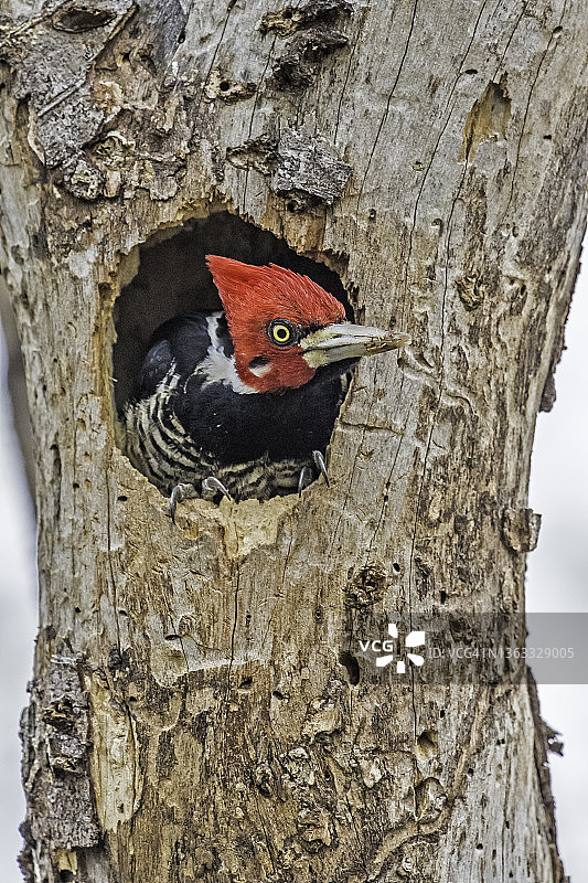 巨型啄木鸟在巴西潘塔纳尔湿地的巢穴图片素材