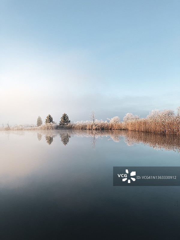 湖岸芦苇、针叶树和晨霜的倒影图片素材