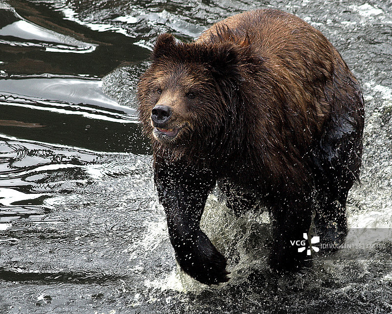 灰熊水中奔跑图片素材