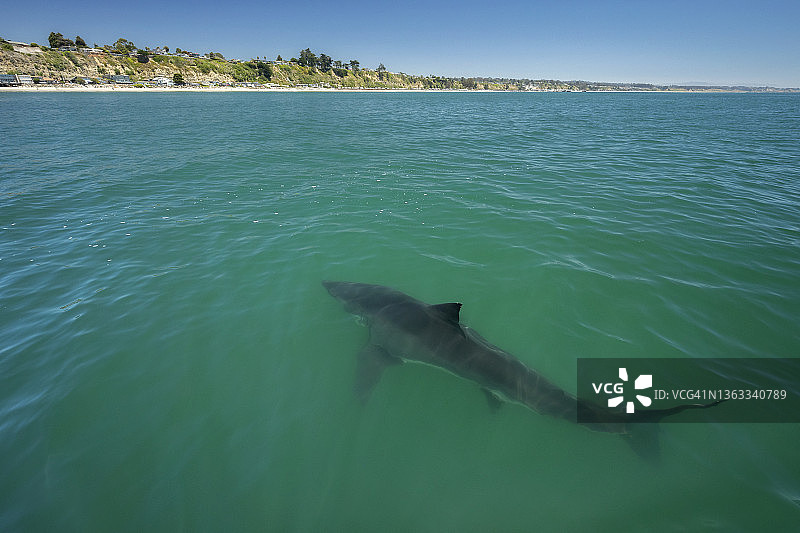 大白鲨图片素材