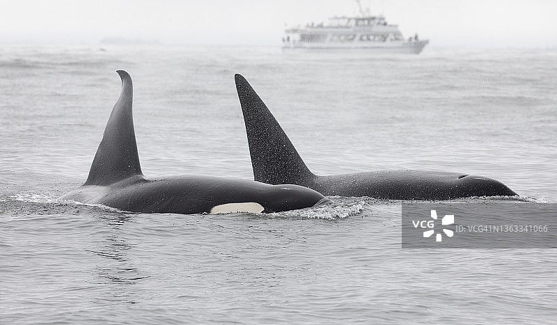 虎鲸游泳图片素材