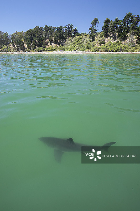 大白鲨图片素材
