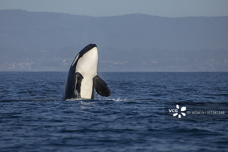 虎鲸游泳图片素材