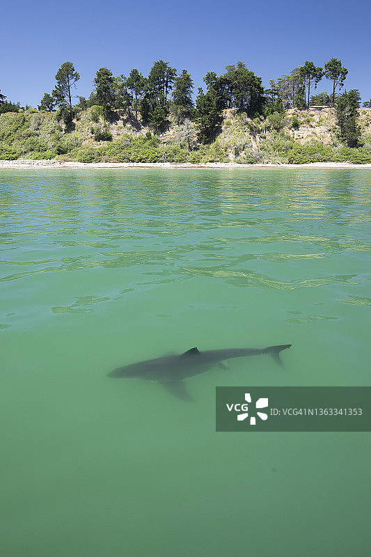 大白鲨图片素材