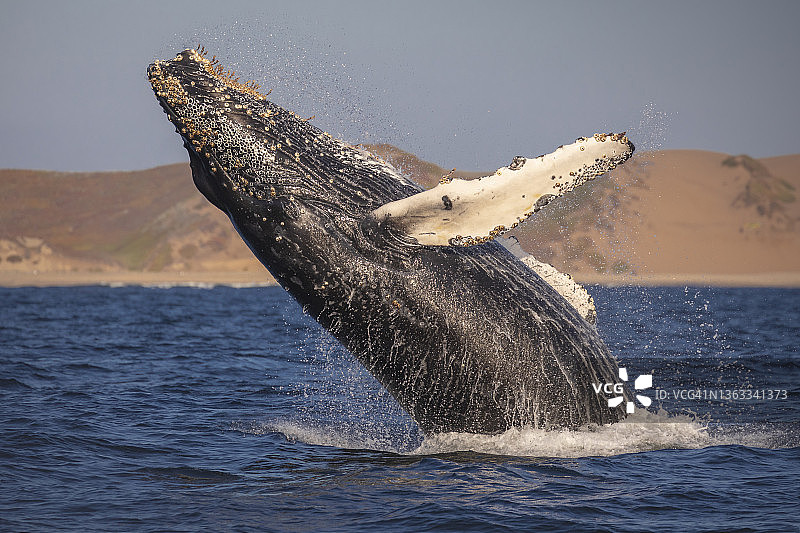 座头鲸图片素材
