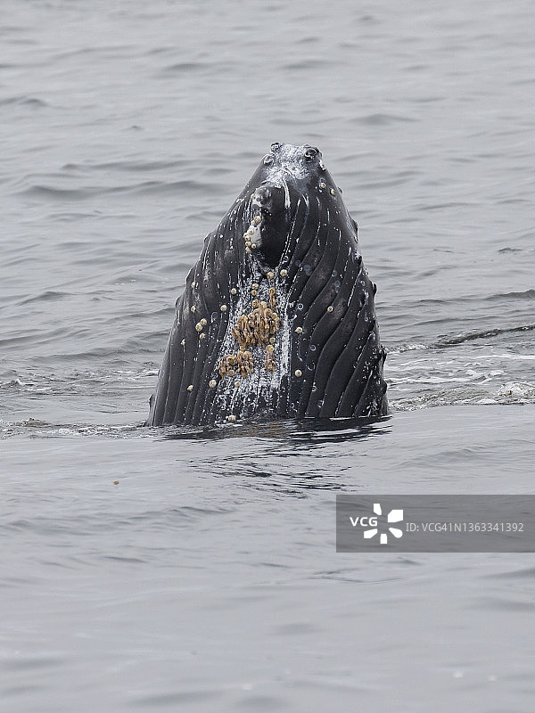 座头鲸图片素材