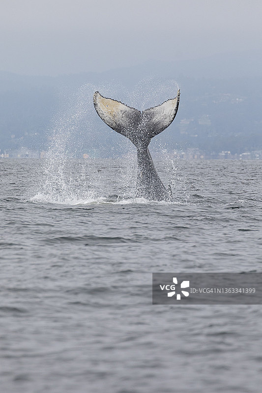 座头鲸图片素材