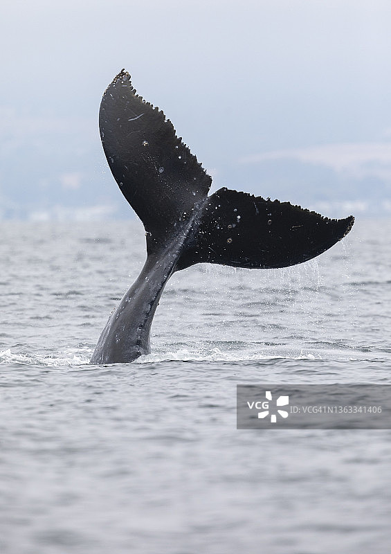 座头鲸图片素材