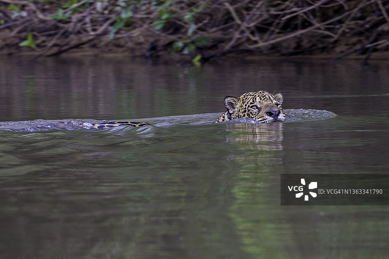 美洲虎（Panthera onca），一种大型猫科动物，是美洲唯一的现存豹属物种，发现于巴西潘塔纳尔湿地，在河中游泳图片素材