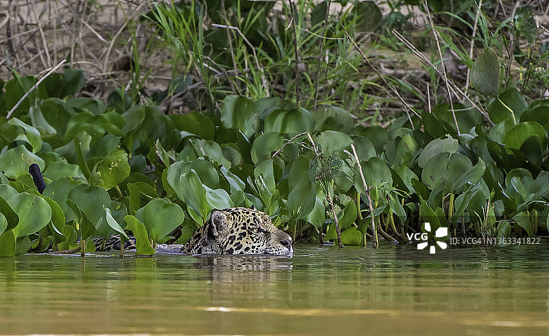 美洲虎（Panthera onca），一种大型猫科动物，是美洲唯一的现存豹属物种，发现于巴西潘塔纳尔湿地，在河中游泳图片素材