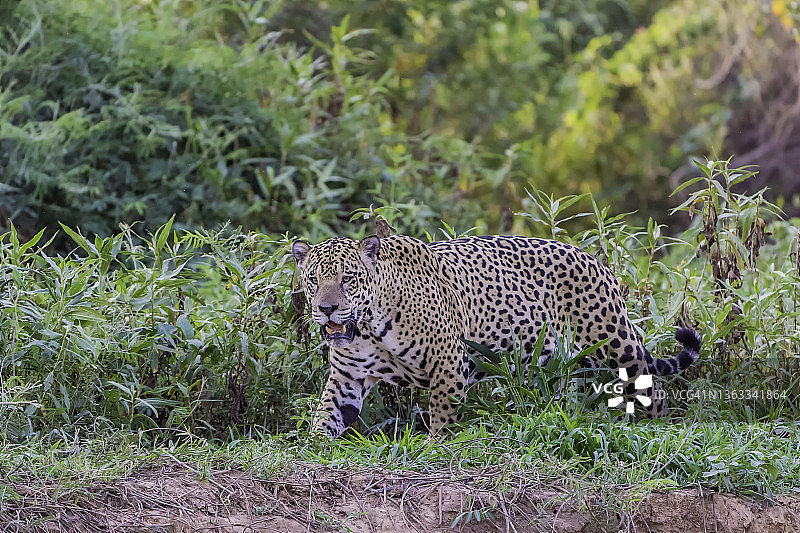 在巴西潘塔纳尔湿地河边漫步的美洲豹图片素材