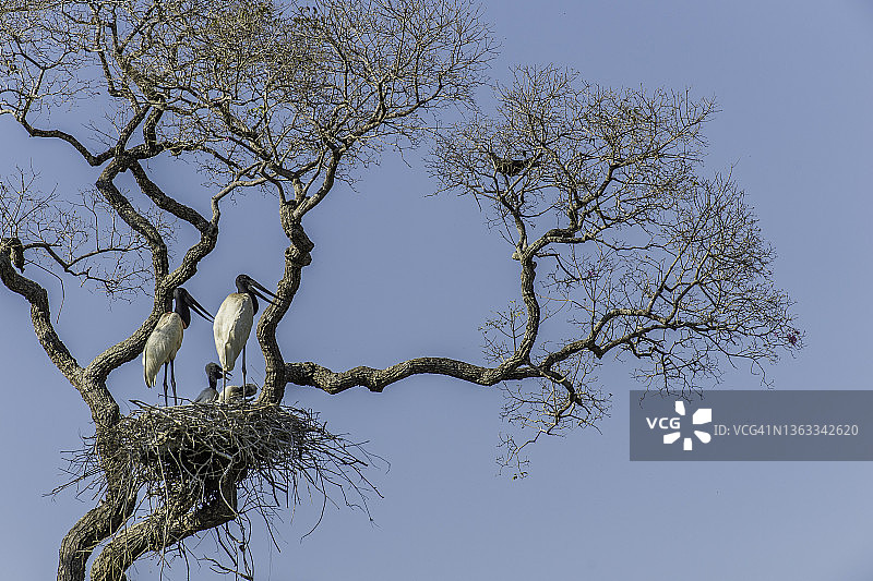 美洲的巨鹮及其在巴西潘塔纳尔湿地的巢穴和幼鸟图片素材