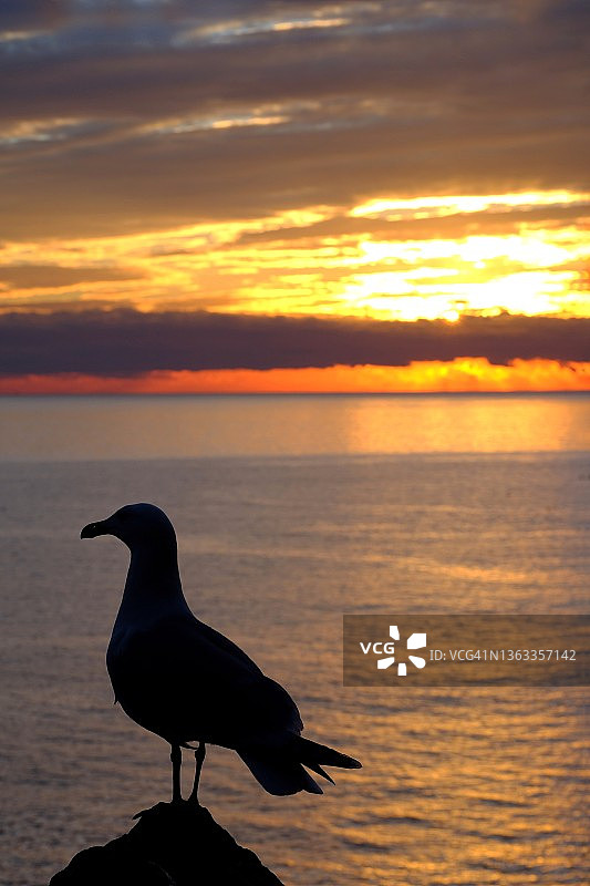 海岸日落时的海鸥图片素材
